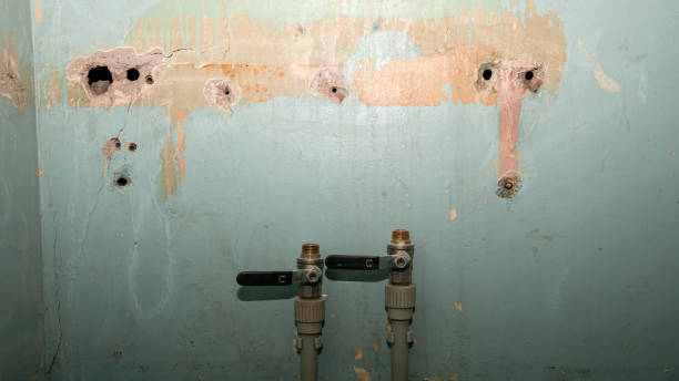 Best Mold removal after water damage  in Lemay, MO